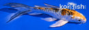 6" BENI KIKOKURYU BUTTERFLY
