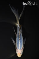 8.5" SHUBUNKIN GOLDFISH