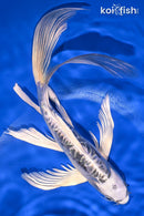 9" KIKOKURYU BUTTERFLY