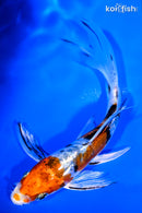 5.25" HEISEI NISHIKI BUTTERFLY
