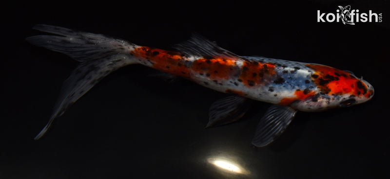 7.75" SHUBUNKIN GOLDFISH
