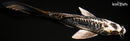 7.75" BENI KIKOKURYU BUTTERFLY