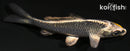 3.75" GINGA
