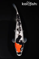 7.75" GINRIN BENI MATSUKAWABAKE