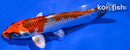 6" KUJAKU