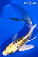 5.5" KIN KIKOKURYU BUTTERFLY