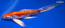 9" KIKUSUI BUTTERFLY