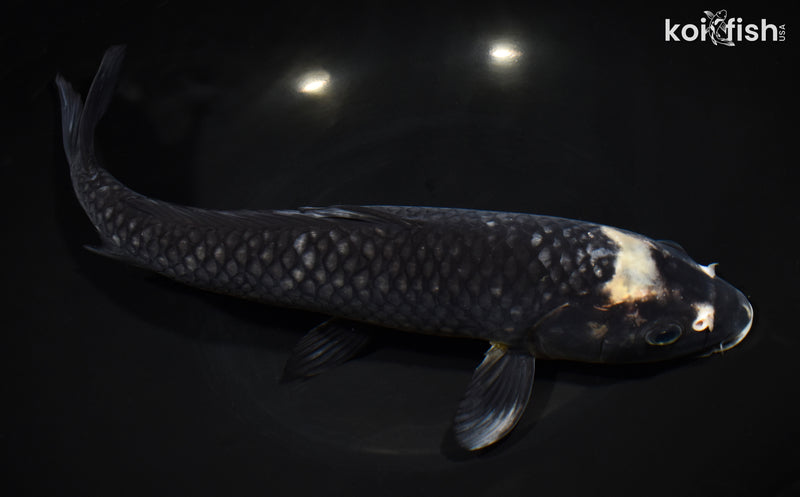 13" MATSUKAWABAKE