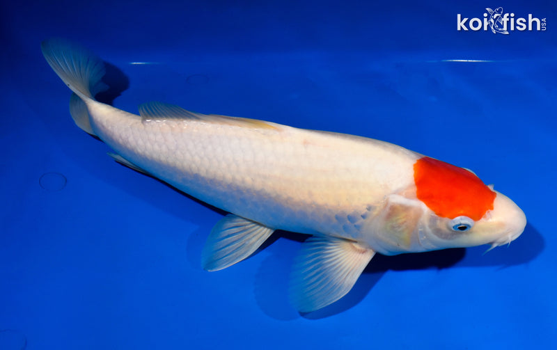 13.25" TANCHO KOHAKU