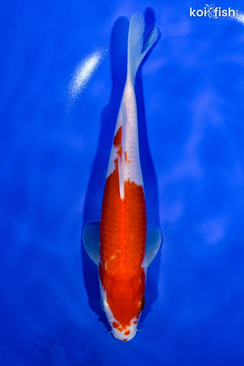 9" KOHAKU