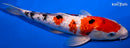13" GINRIN SANKE