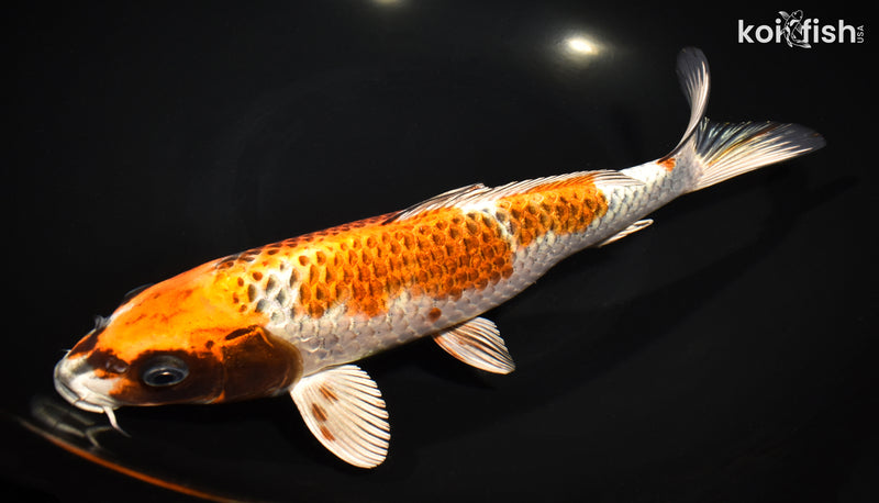 10.75" GINRIN KUJAKU