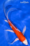 8.5" KUCHIBENI HARIWAKE BUTTERFLY