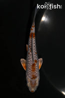 4.25" DOITSU METALLIC OCHIBA SHIGURE