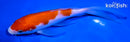7" KOHAKU BUTTERFLY