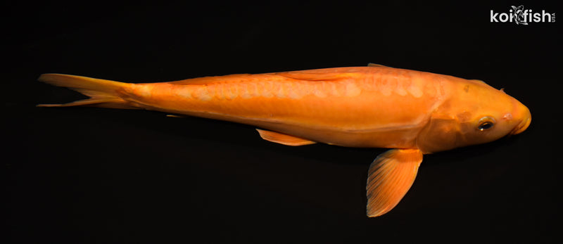 15" DOITSU CHAGOI