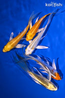 PACK OF (5) 4-5" BUTTERFLY KOI