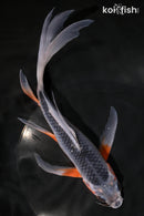 9.25" ASAGI BUTTERFLY