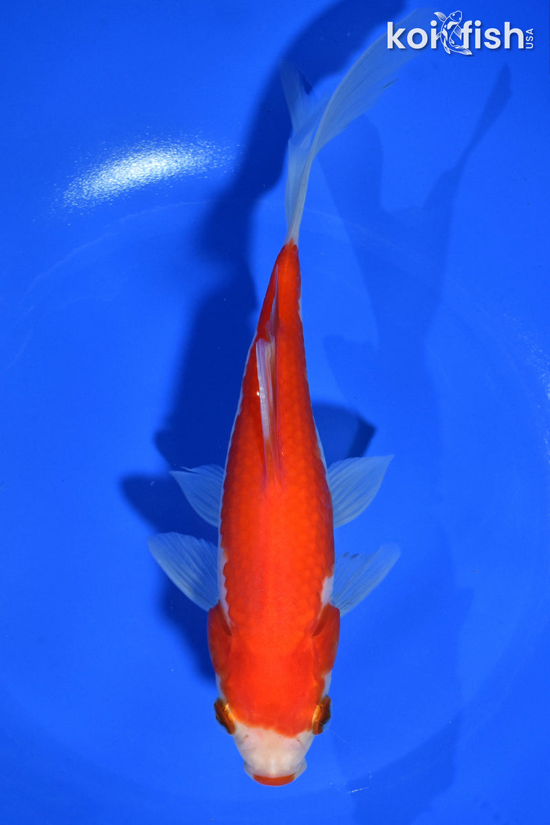 7.75" SARASA COMET GOLDFISH