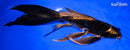 9.5" KIN KIKOKURYU BUTTERFLY