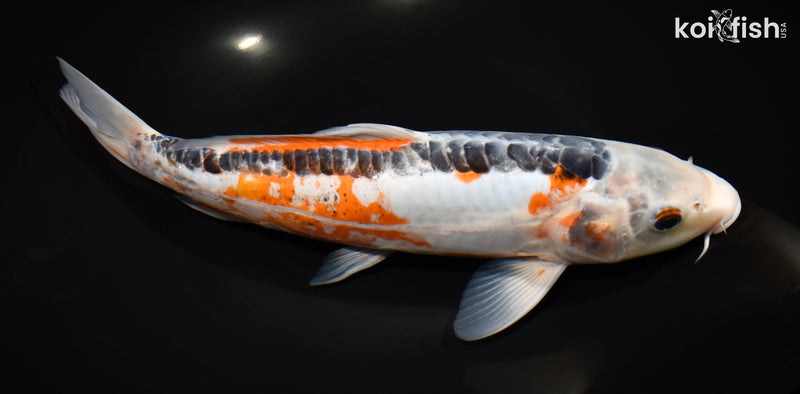 12.25" HI SHUSUI
