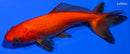 4.75" WAKIN GOLDFISH