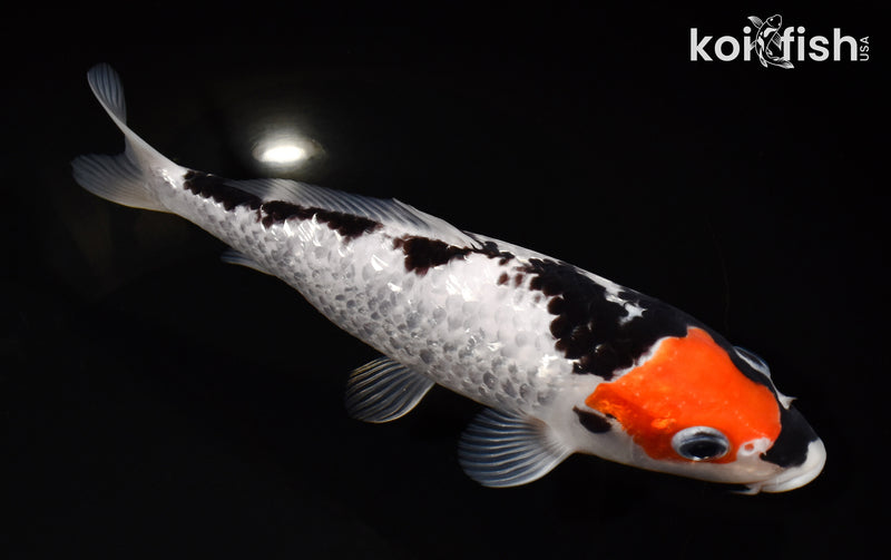 7.75" GINRIN BENI MATSUKAWABAKE