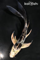 4.5" GIN SHIRO BEKKO BUTTERFLY