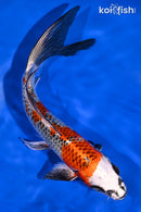 9.75" KUJAKU BUTTERFLY