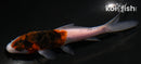 4.25" GOROMO