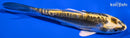 5.75" KIN KIKOKURYU