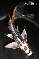 7.75" BENI KIKOKURYU BUTTERFLY