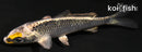 3.75" GINGA