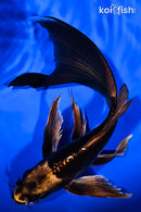 9.5" KIN KIKOKURYU BUTTERFLY