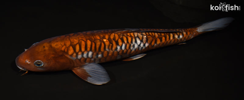 15.75" ARAGOKE OCHIBA SHIGURE