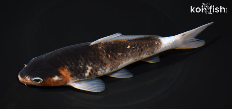 7" GINRIN GOROMO