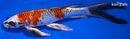 9.75" KUJAKU BUTTERFLY
