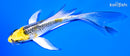 4.75" KUJAKU BUTTERFLY