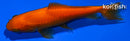 4.25" WAKIN GOLDFISH