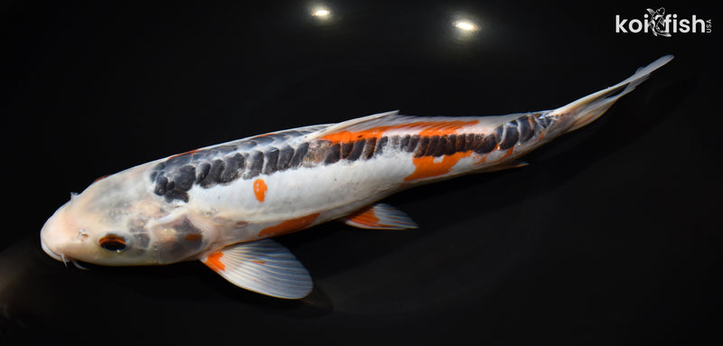 12.25" HI SHUSUI