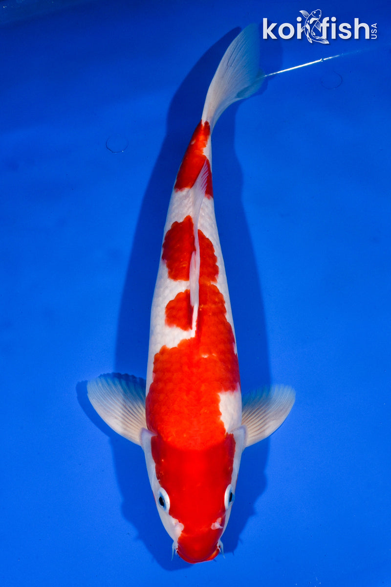 14.75" NIDAN KOHAKU