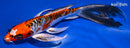 8.25" BENI KIKOKURYU BUTTERFLY