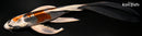 8.25" KUJAKU BUTTERFLY