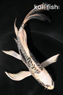 5" KIKOKURYU BUTTERFLY