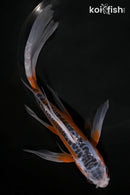 7.75" SHUSUI BUTTERFLY