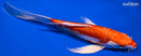 9" KIKUSUI BUTTERFLY