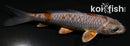 4.25" DOITSU METALLIC OCHIBA SHIGURE
