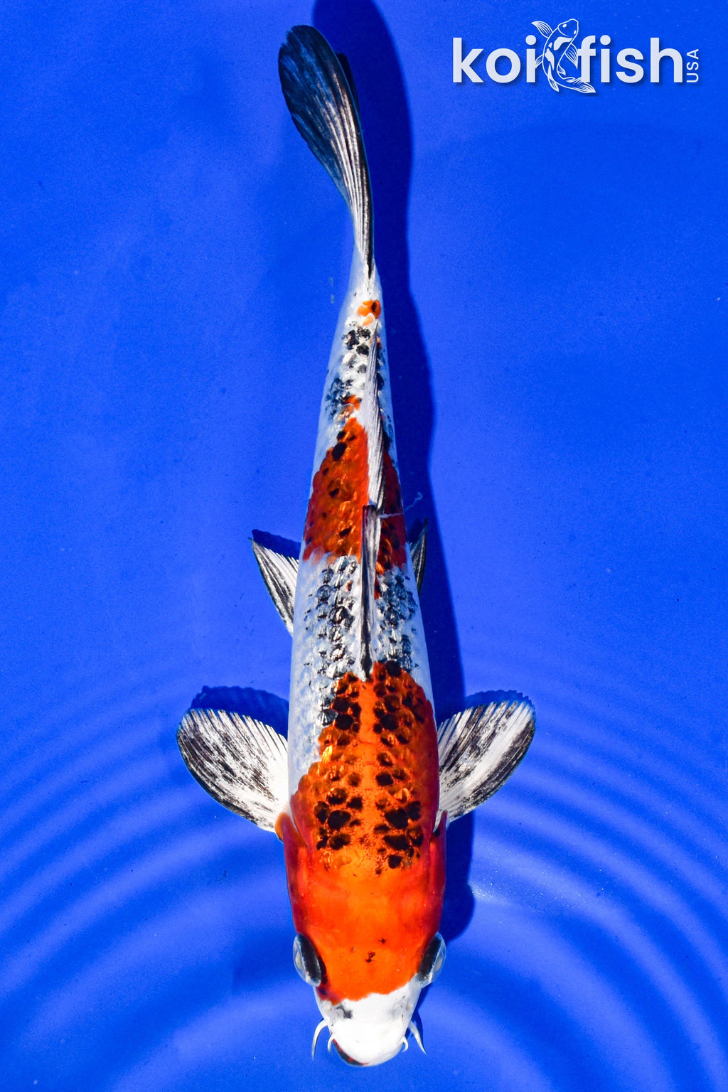 Shop Standard Fin Koi Fish for Sale Online | Koi Fish USA – Tagged ...