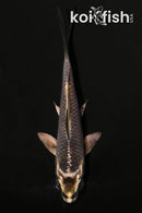 4.25" GINGA