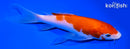 7" KOHAKU BUTTERFLY